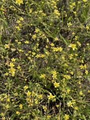 Ranunculus laxicaulis
