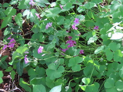 Oxalis articulata