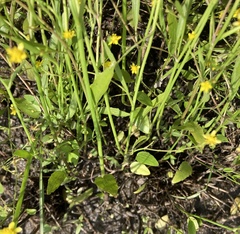 Ranunculus laxicaulis
