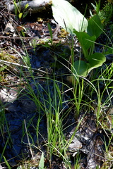 Carex buxbaumii
