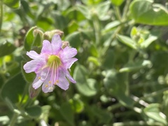 Mirabilis tenuiloba