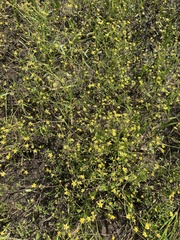 Ranunculus laxicaulis