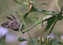 Stagmomantis resacae
