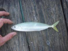 Decapterus punctatus