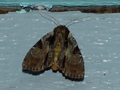 Morrisonia triangula