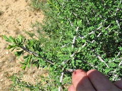 Condalia spathulata