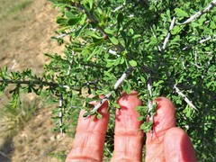 Condalia spathulata