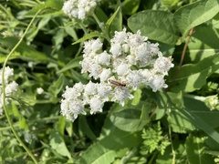 Parthenium hispidum