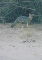 Lycalopex gymnocercus