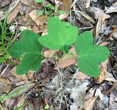 Passiflora lutea image