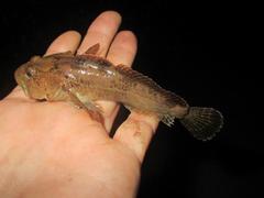 Cottus immaculatus