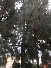 Pinus canariensis