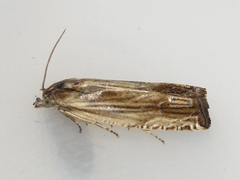 Eucosma radiatana