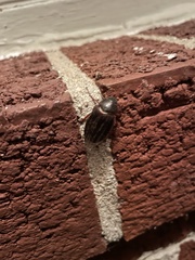 Phyllophaga hirticula