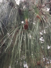Pinus canariensis