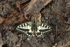 Papilio machaon aliaska