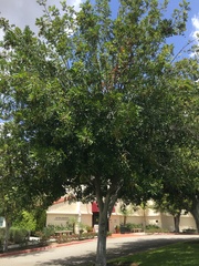 Cupaniopsis anacardioides