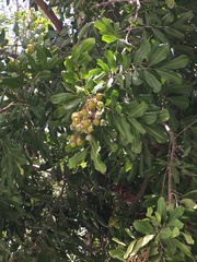 Cupaniopsis anacardioides