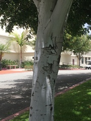 Cupaniopsis anacardioides