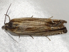 Eucosma radiatana