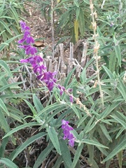 Salvia leucantha