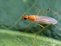 Compsobata