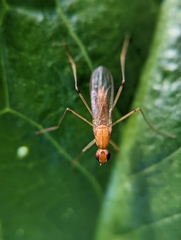 Compsobata