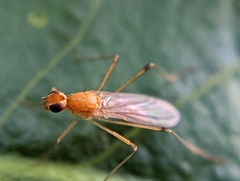 Compsobata