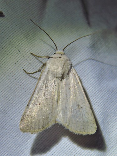 Anicla digna photo 2