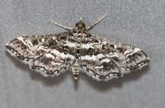 Diasemiopsis ramburialis
