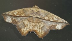 Polyacme dissimilis