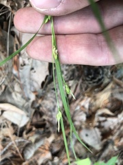 Carex planispicata