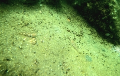 Coryphopterus urospilus