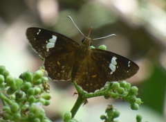 Celaenorrhinus putra