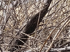 Urosaurus graciosus graciosus