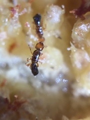 Pseudidarnes minerva