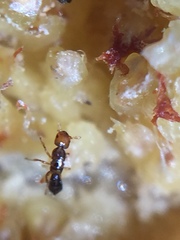 Pseudidarnes minerva