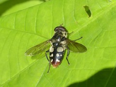 Sericomyia lata