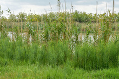 Phragmites australis berlandieri