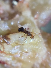 Pseudidarnes minerva