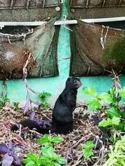 Otospermophilus variegatus