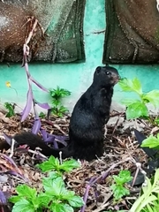 Otospermophilus variegatus