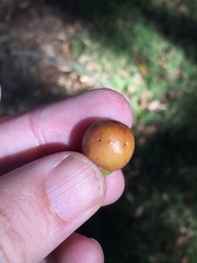 Pseudidarnes minerva