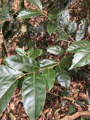 Elaeagnus grandifolia