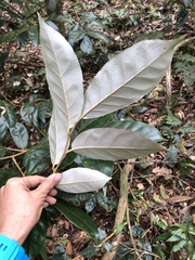 Elaeagnus grandifolia