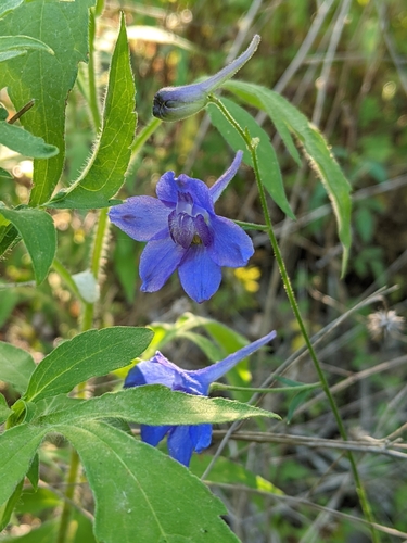 Image of Delphinium alabamicum by no rights reserved