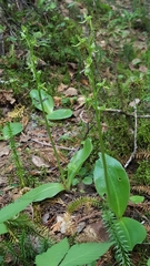 Platanthera hookeri