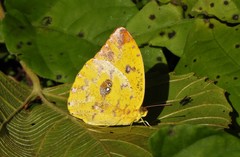 Phoebis argante
