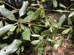 Neolitsea sericea