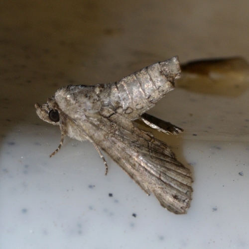 Large Paectes Moth photo 6
